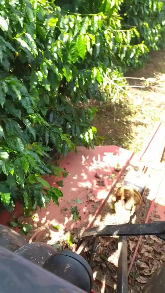 #cafesdobrasil #agronaopara🇧🇷🚜🌱 #valmetvaltra685🚜💥