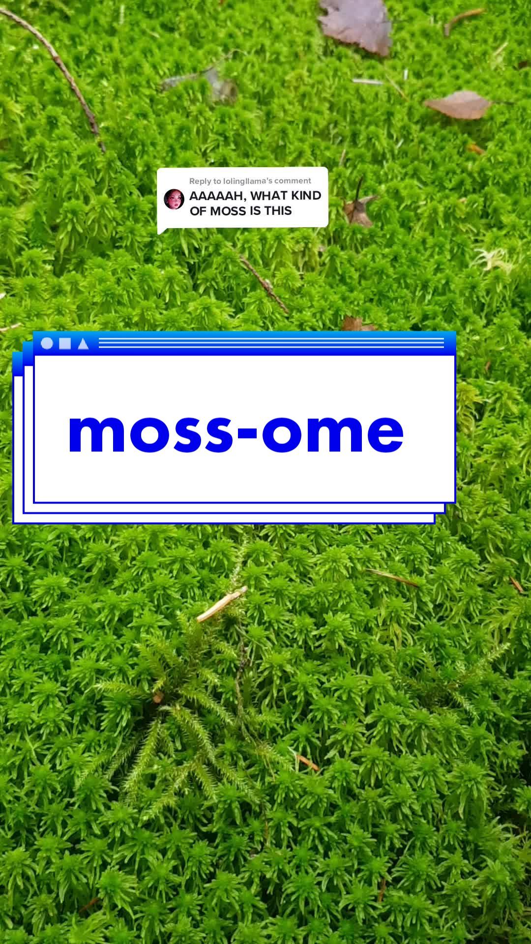 Replying to @lolingllama easy for you to say 🌲 #moss #tok #fyf #foryou #scottish #highlands 