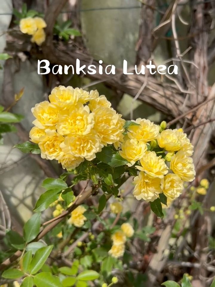 Giallo limone, molto profumata: è la Rosa Banskia Lutea💛 Abbiamo realizzato un video per fartela vedere in contesti quotidiani e per mostrarti la differenza con la Banskia Normalis, di color bianco 🤍 Quale preferisci? Scrivilo nei commenti! #banksia #banksianormalis #banksialutea #rosebarni #roserampicanti #rosarampicante #rosasenzaspine #rosesenzaspine