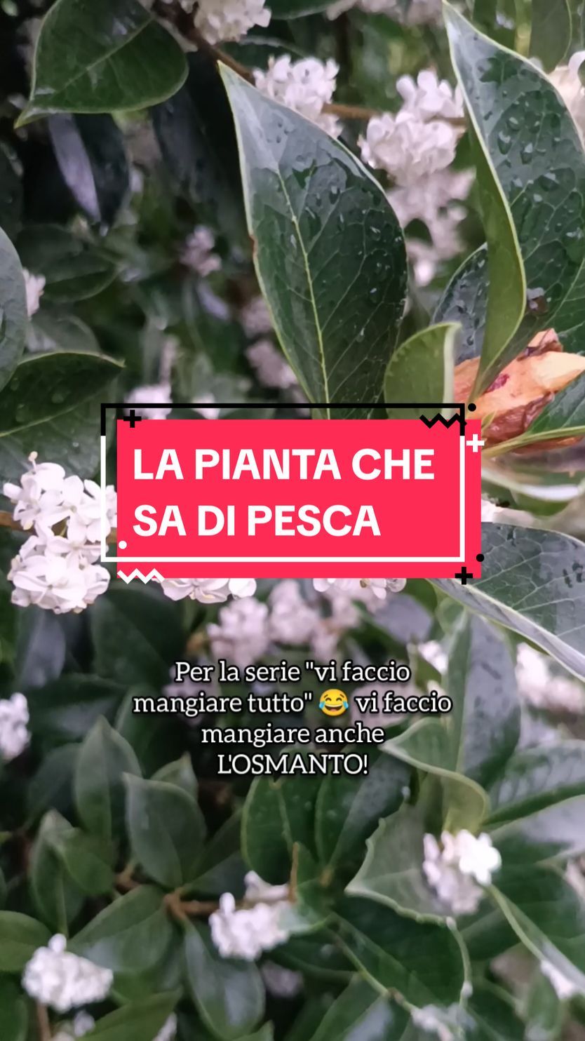 OSMANTO Osmanthus fragrans Lour. in italiano OSMANTO PROFUMATO, appartiene alla famiglia delle Oleaceae, per intenderci la stessa famiglia dell' ulivo genere Olea L., del genere Forsythia Vahl, Fraxinus L., Jasminum L., Syringa (lillà), per citare alcune piante molto conosciute della stessa famiglia. In inglese viene chiamato sweet osmanthus, sweet olive, tea olive, and fragrant olive e in Cinese Gui Hua (pronuncia “gway hwah” 桂花 guìhuā). I fiori dell’osmanto variano dal bianco, al giallo, all’arancione acceso. È una pianta TOTALMENTE commestibile: fiori, foglie, corteccia, radici e frutti. Corteccia e radici le lascerei dove stanno per non fare morire la pianta, invece mi concentrerei sui fiori: secondo me sono la parte più buona, sanno di pesca! O meglio hanno il sapore della polpa della pesca vicino al nocciolo.  COME UTILIZZARLO? L'anno scorso ho fermentato i fiori in una soda, ma i fiori e le foglie possono anche essere essiccati per infusi (come fanno in Cina), oppure utilizzati come componente aromatica nei dolci, possono essere usati nei liquori ecc. Ad esempio provare a mescolare due o tre fiori alle foglie del vostro tè preferito. Un' altra cosa buonissima che si può fare con l'osmanto è lo sciroppo: in Cina lo fanno densissimo e lo usano sui dolci di riso e con il tradizionale tangyuan (湯圓; cinese semplificato: 汤圆; pinyin: tāngyuán; letteralmente "palla da zuppa"): palline di riso ripiene di pasta di sesamo nero, servite nella loro acqua di cottura aromatizzata proprio con una generosa cucchiaiata di sciroppo.  Con l’osmanto si prepara anche l'Osmanthus cake (Chinese: 桂花糕; pinyin: guì huā gāo) che è una torta buonissima! Non posso dimenticare di citare anche il vino di osmanto, un liquore dolce. Ancora l'osmanto viene utilizzato per aromatizzare la birra e come ingrediente di diversi cocktail.  #osmanto #sweetosmanthus #osmanthus #sweetolive #olive #teaolive #fragrantolive #guihua  #oliva #plantesmedicinales #pianteofficinali #fitoterapia #lovenature #herbalist #garden #gardening #foraging #mangiareilgiardino #giardino #goshiki #plants #plantbased #pianta #albero #osmanthusfragrans #nature #naturelovers #flowers #fiorieduli #fioricommestibili 