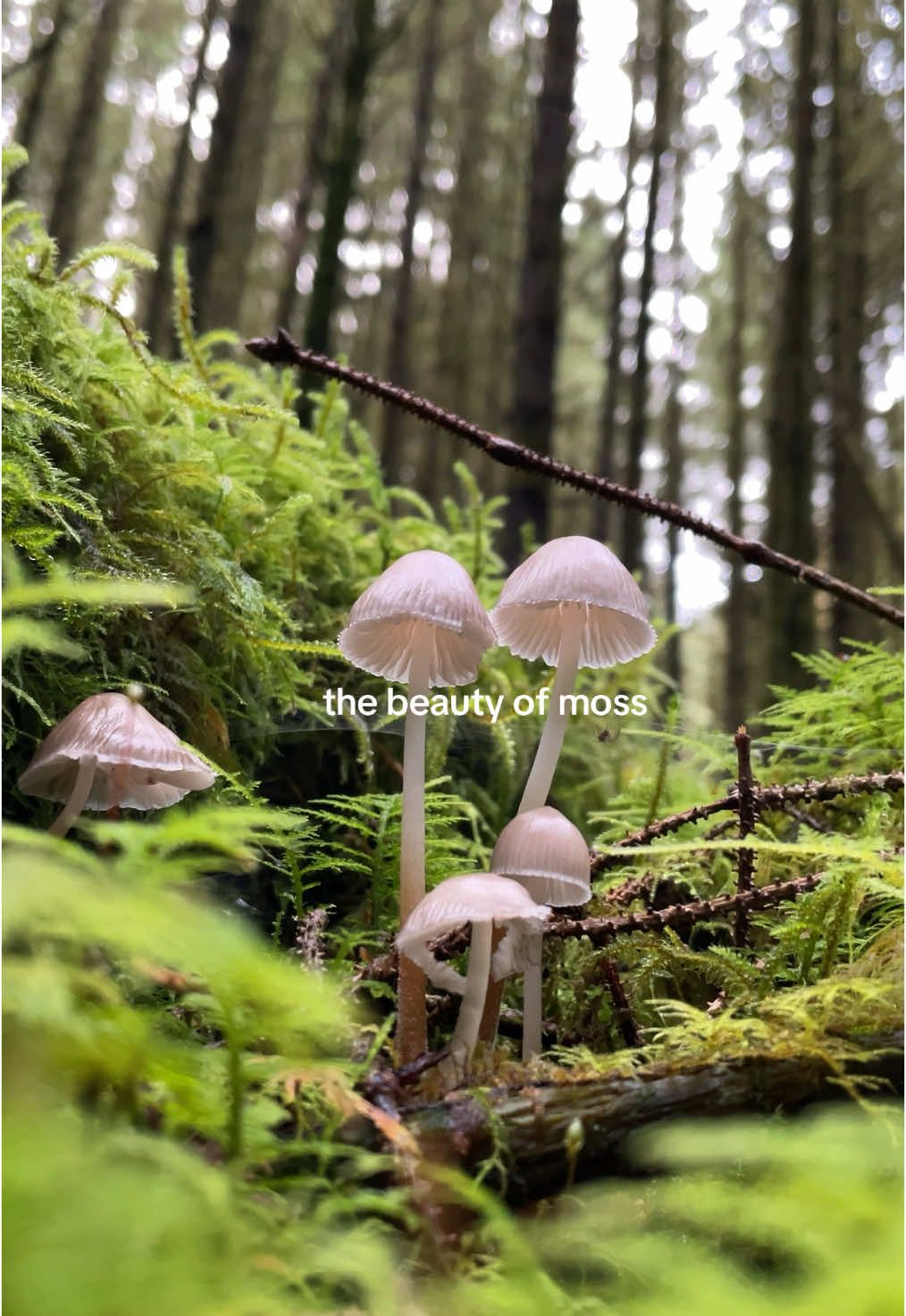 forests covered in blankets of moss 🌲🪵🌱 #nature #slowliving #moss #forest 