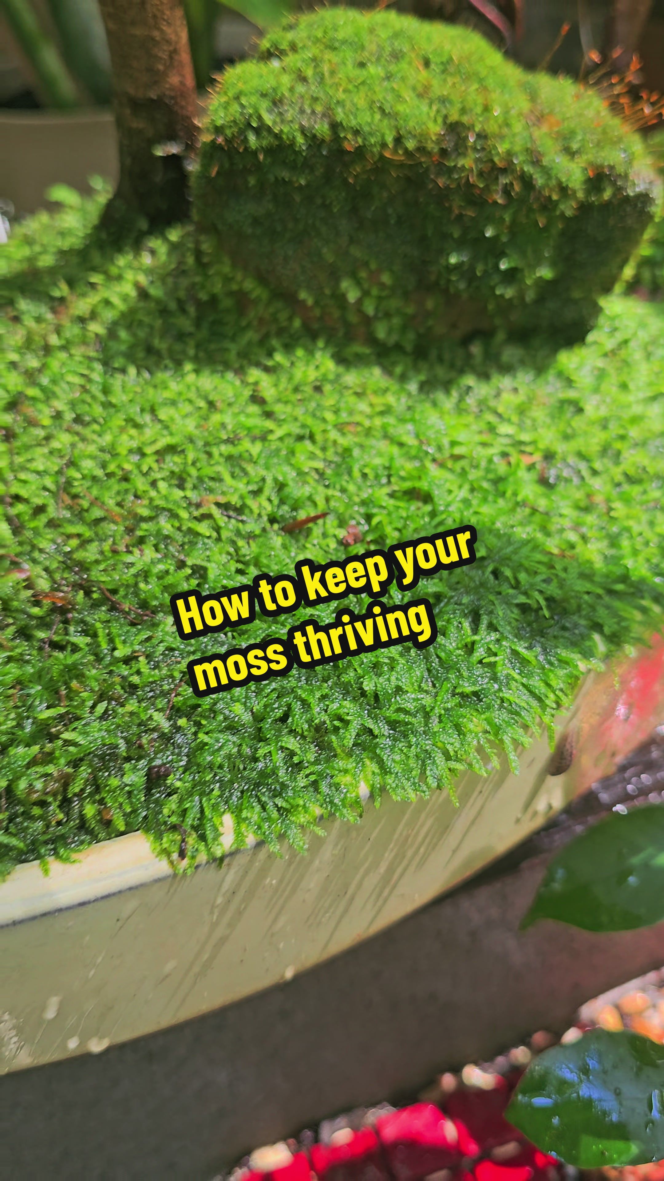 How i care for my moss . . #vibes #moss #mossgarden #plantlife #plants #plantlover #bonsaitree #bonsailife #bonsaigarden #bonsai #bonsaitok #atlanta #bonsaiart #bonsaitips #gardening #gardenideas #Bonsai 