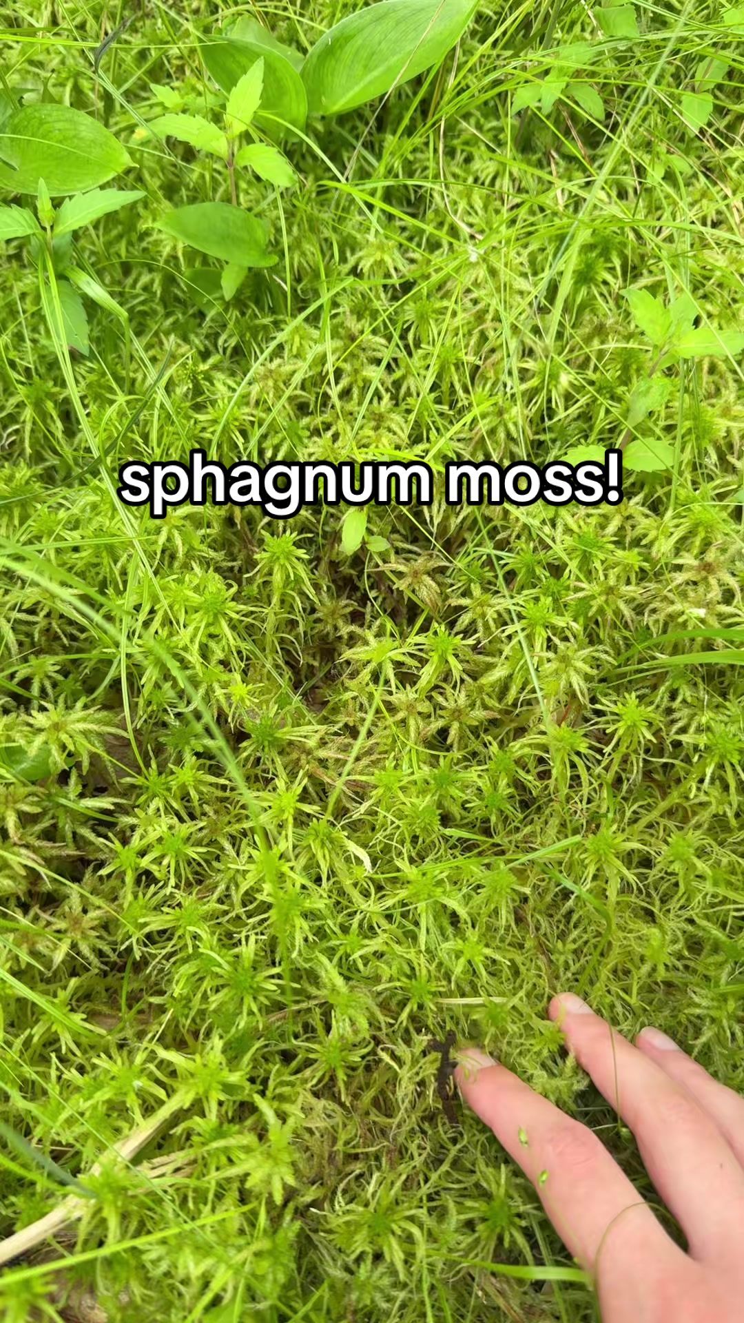 I absolutely love sphagnum moss!! it looks, feels, and sounds so cool. did you like the sphagnum? #fyp #foryou #nature #outdoors #outside #hiking #habitat #environment #wetland #bog #moss 