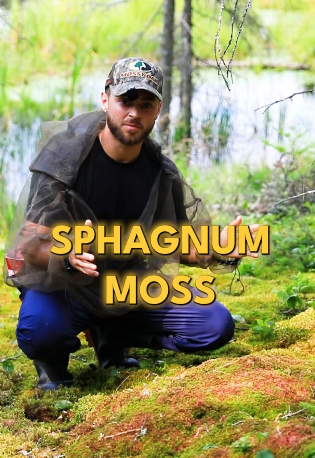 Call it nature’s sponge or call it the king (or queen) of all mosses… either way Sphagnum Moss is easily one of the most powerful plants on Earth 💧🌿 #sphagnum #sphagnummoss #moss 