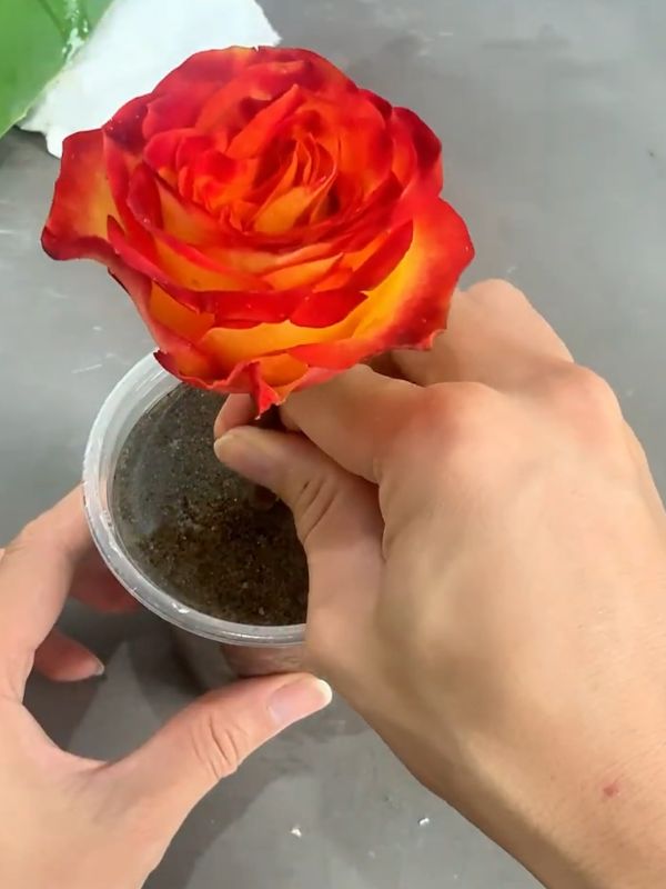 #lemon #rose #flowers  #blooms #plants 