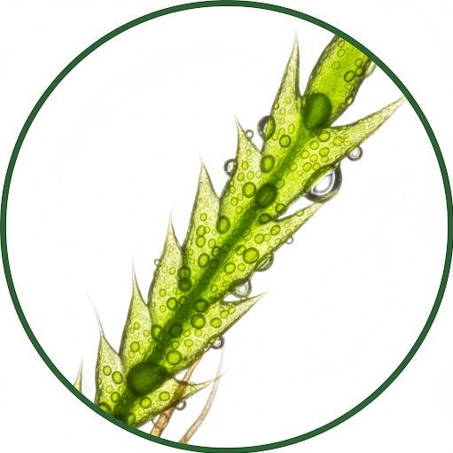 mossify profile picture