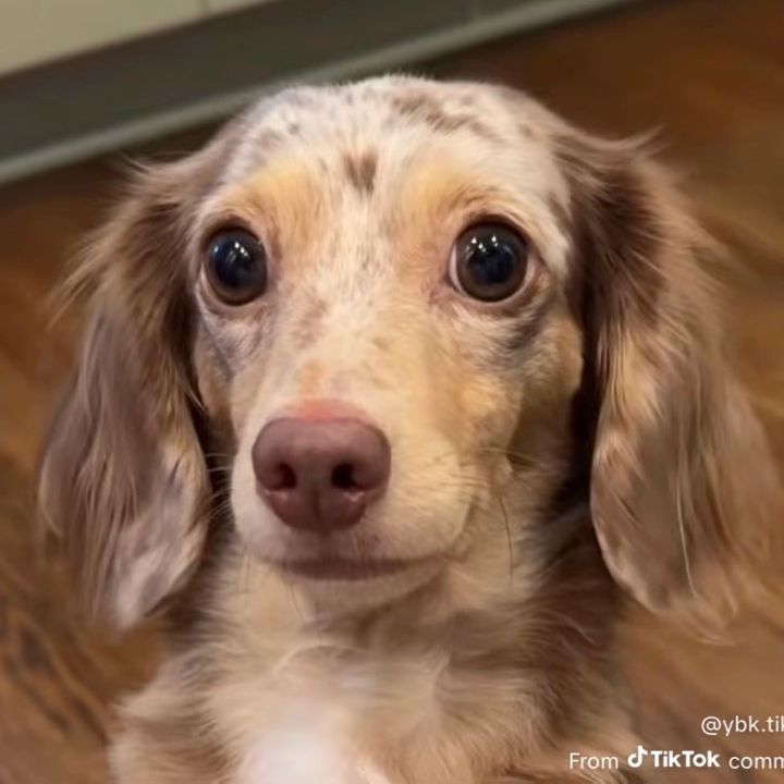 luckycatsnacks profile picture