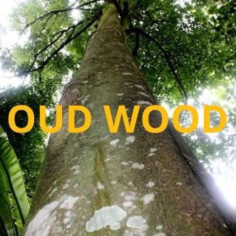 OUD WOOD profile picture