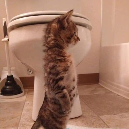 sstocai profile picture