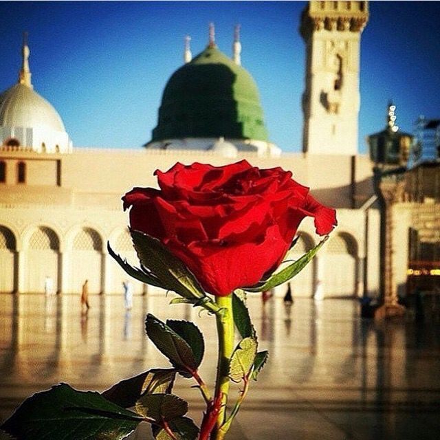 Sunni Seeker profile picture