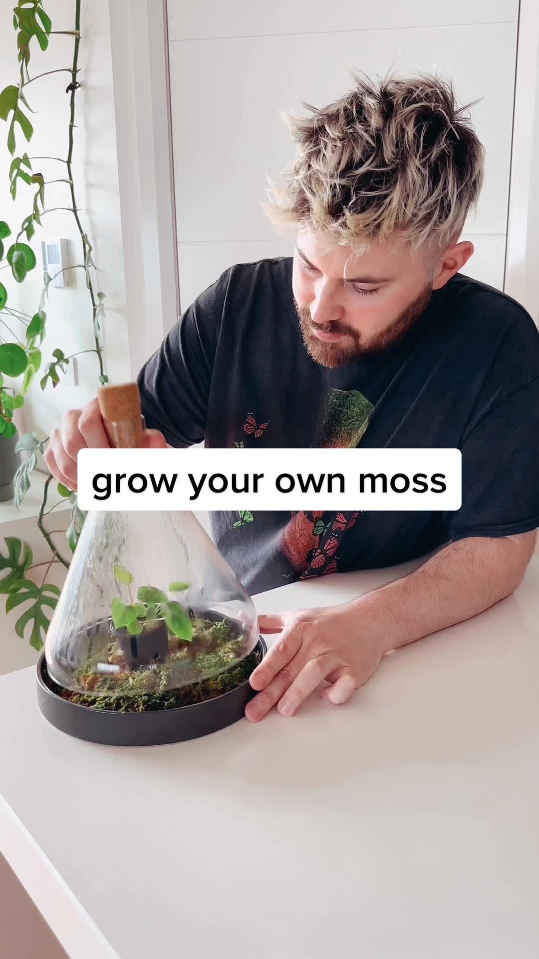 grow your own moss! 🤩 ib: @benjiplant 🪴#planttok #howtogrowmoss #diy #hack #plants #moss 