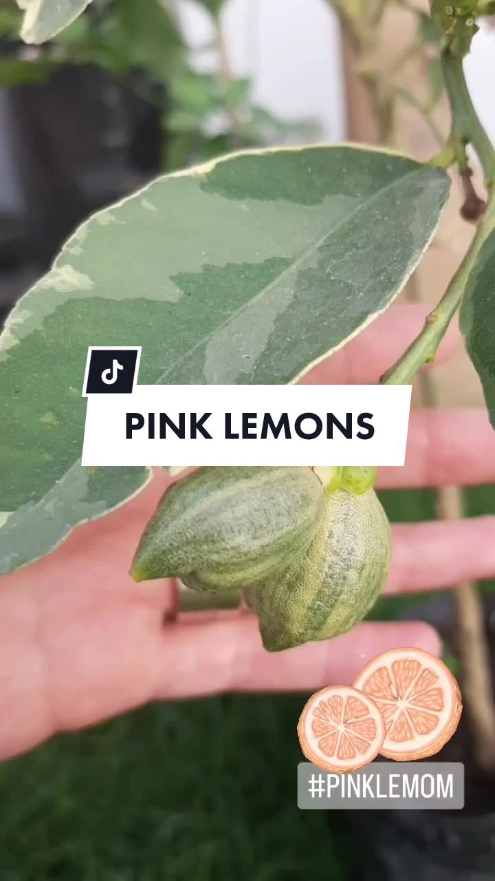 Conocías los LIMONES ROSAS?? Son unas monaditas! Me urge poder usarlos!! #EsPanComido #LemonPie #PinkLemon #LimonRosa  #FYP #Compartir #fypシ #Recetas #Recipes #ClasesdeCocinaOnline 