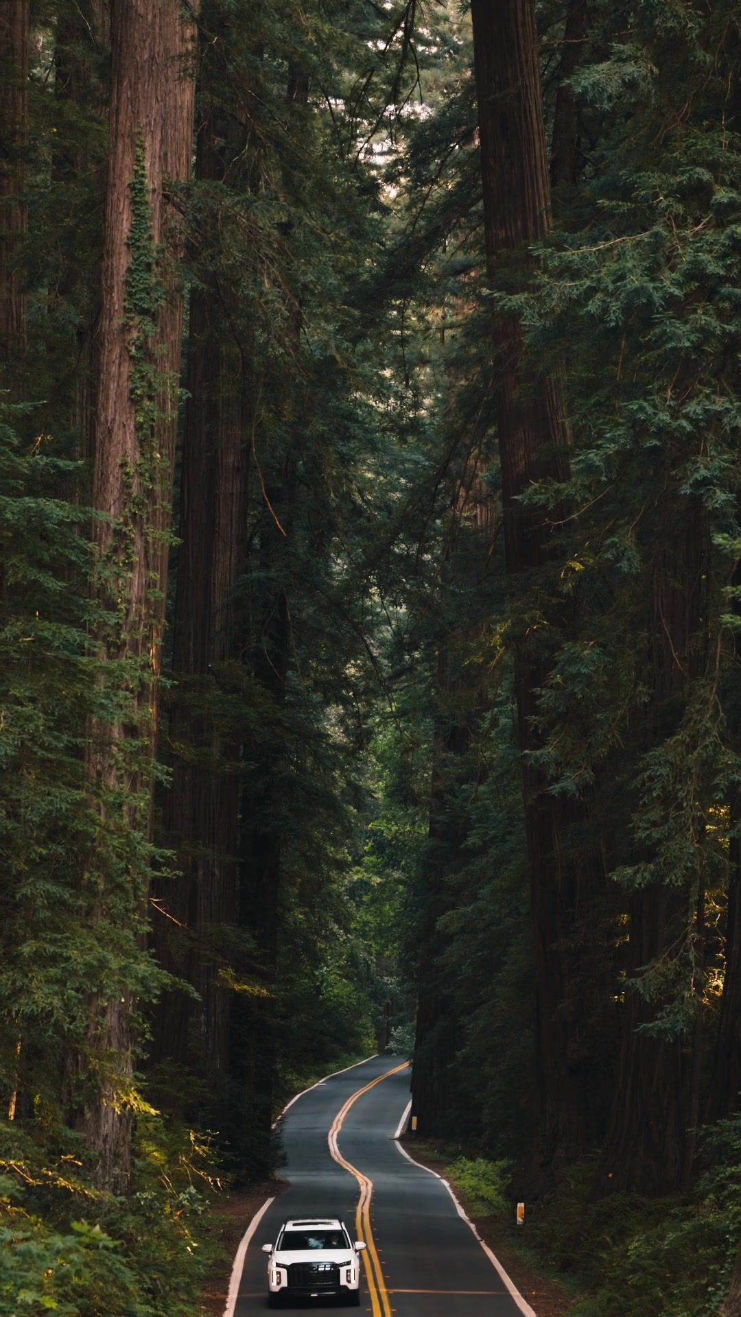 Driving past the worlds tallest trees. #california #redwoods #travel #nature 